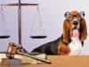 L'Università di Tolosa è all'avanguardia sul diritto degli animali