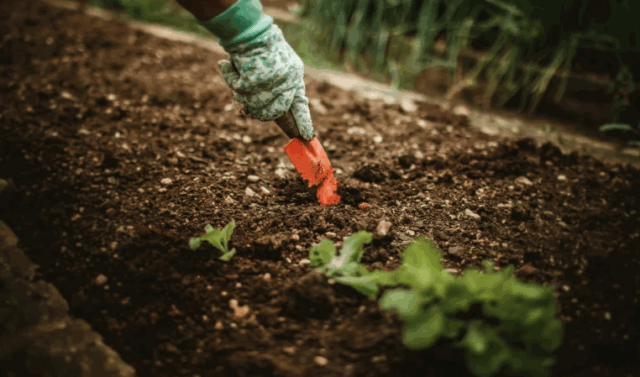 Cos'è l’humus di lombrico e perché è uno dei migliori fertilizzanti naturali Cos'è l’humus di lombrico e perché è uno dei migliori fertilizzanti naturali