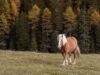 fabbisogno cavallo integrazione alimentare