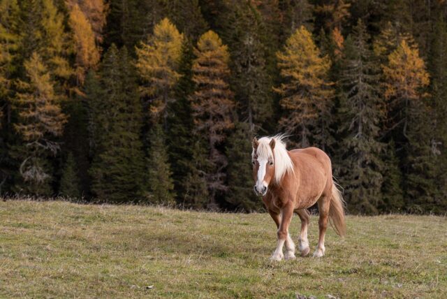 fabbisogno cavallo integrazione alimentare fabbisogno cavallo integrazione alimentare