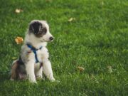 Adozioni animali cani o gatti