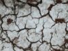 Cronaca di un ecocidio a Gaza