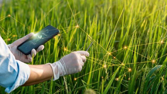 Science of plant research, Chromosome and genetic, Development of rice varieties, Plant biology research, Scientist researching and experiments genetic of rice with record data in the fields. Plantvoice