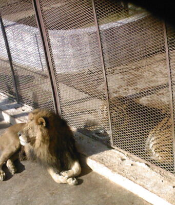 Le notizie sugli zoo come storie “tappabuchi”: perché i media alimentano la Zoo Culture