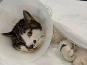 L’apice del disumano, attraverso gli occhi di Rosi Gatta Rosi