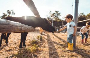 Quando gli animali diventano attrazione da esporre Quando gli animali diventano attrazione da esporre