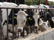 Quanto ci costano davvero gli allevamenti intensivi? Mucche in un allevamento intensivo dietro una recinzione metallica durante l'alimentazione