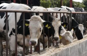 Mucche in un allevamento intensivo dietro una recinzione metallica durante l'alimentazione